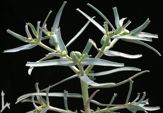 Euphorbia